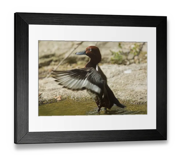 Framed Print : Ferruginous Duck (Aythya nyroca) Framed Print : Ferruginous Duck (Aythya nyroca)