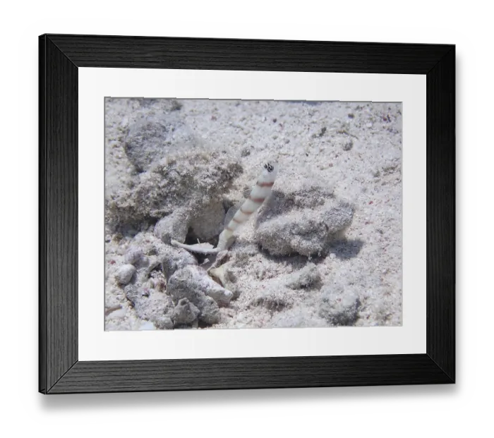 Framed Print : Steinitz's guard goby (Amblyeleotris steinitzi) Steinitz's guard goby (Amblyeleotris steinitzi)
