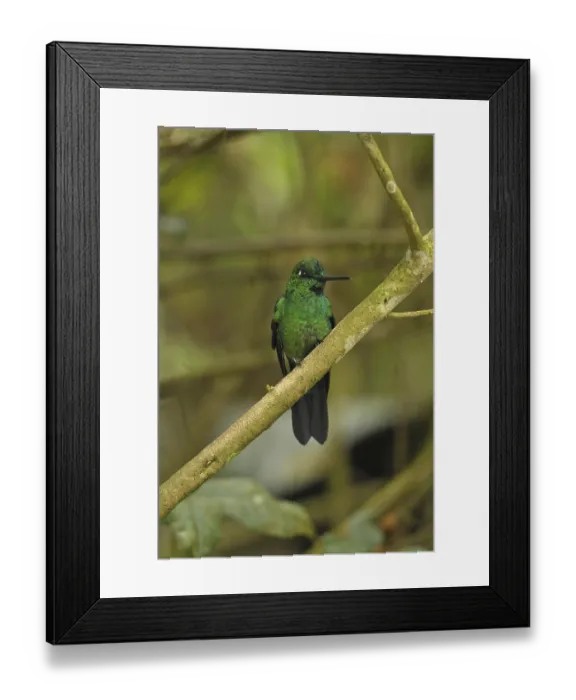Framed Print : Emerald hummingbird, male adult (Chlorostilbon mellisugus)