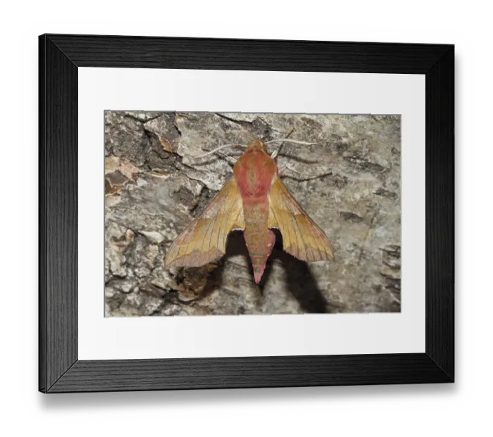 Framed Print : Small elephant hawk-moth (Deilephila porcellus)