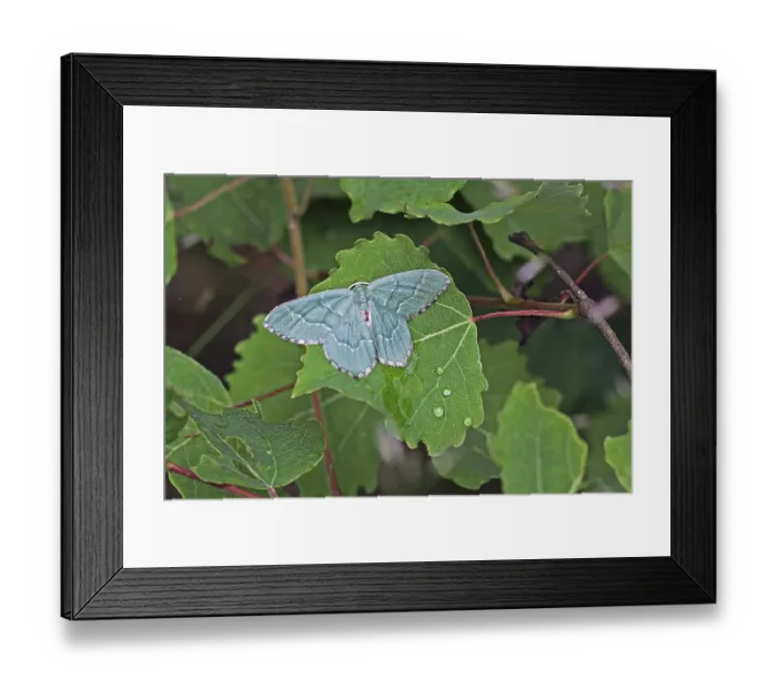 Framed Print : Bush green moth (Hemithea aestivaria) Framed Print : Bush green moth (Hemithea aestivaria)