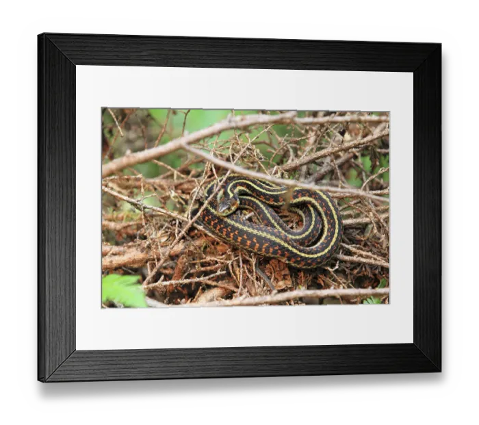 Framed Print : Garter snake (Thamnophis sirtalis)