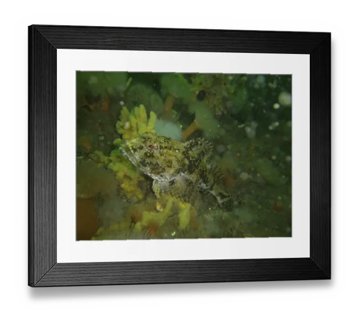 Framed Print : Sea scorpion (Myoxocephalus scorpius) Framed Print : Sea scorpion (Myoxocephalus scorpius)