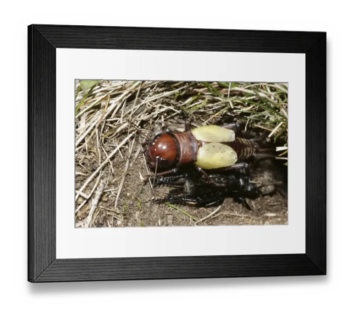Framed Print : Field cricket (Gryllus campestris) Framed Print : Field cricket (Gryllus campestris)