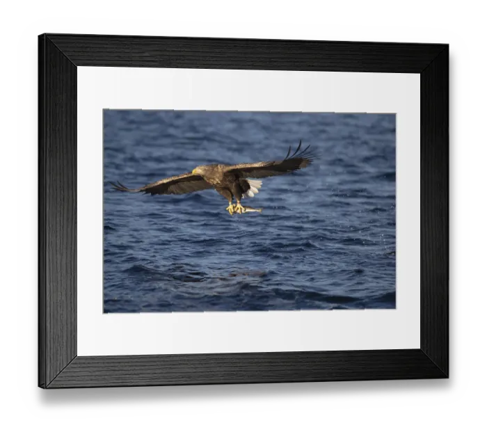 Framed Print : White-tailed eagle (Haliaeetus albicilla) Framed Print : White-tailed eagle (Haliaeetus albicilla)