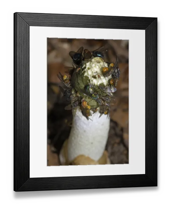 Framed Print : Common stinkhorn (Phallus impudicus)
