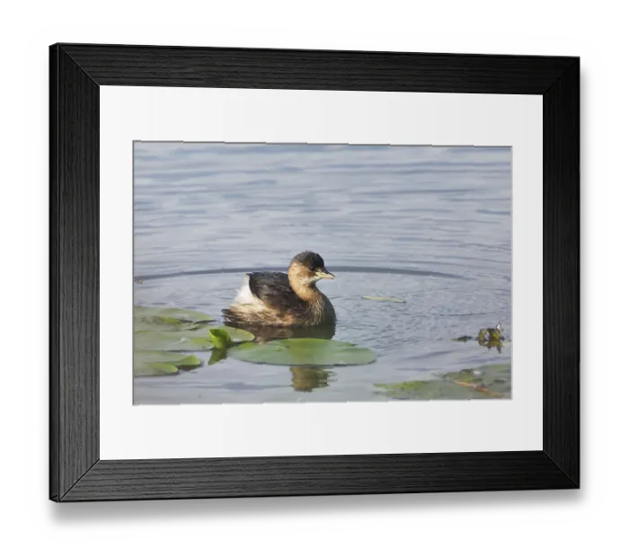 Framed Print : Little grebe (Tachybaptus ruficollis)