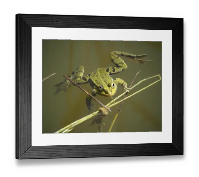 Framed Print : Pool frog (Pelophylax lessonae Rana lessonae) Framed Print : Pool frog (Pelophylax lessonae Rana lessonae)