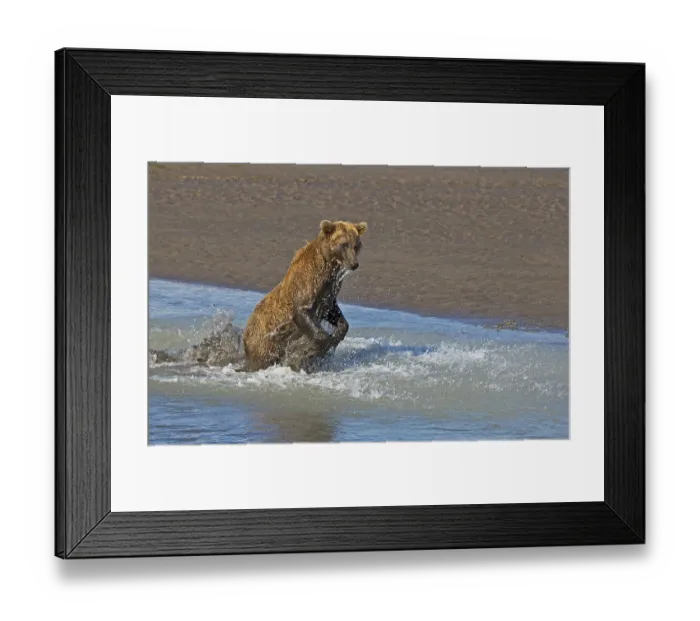 Framed Print : Grizzly bear hunting (Ursus arctos horribilis)