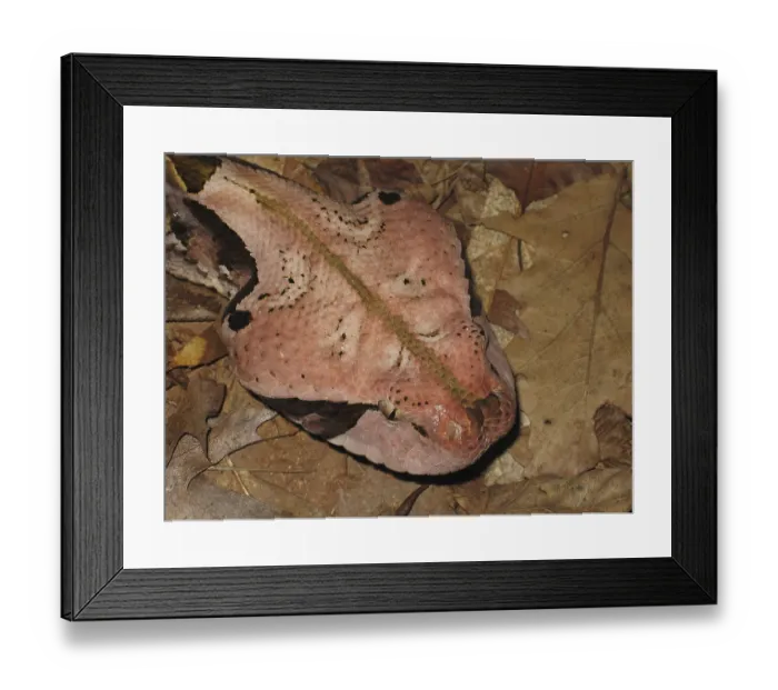 Framed Print : West african gaboon viper (Bitis rhinoceros)