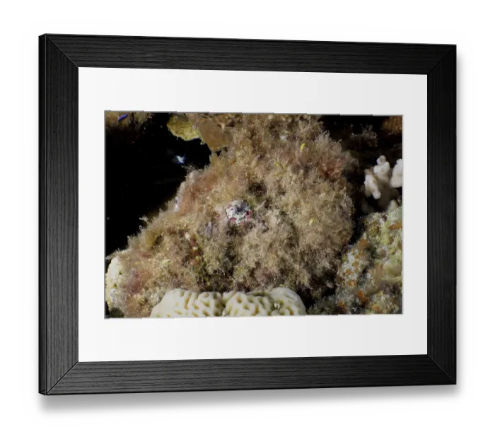 Framed Print : Reef stonefish (Synanceia verrucosa) Framed Print : Reef stonefish (Synanceia verrucosa)