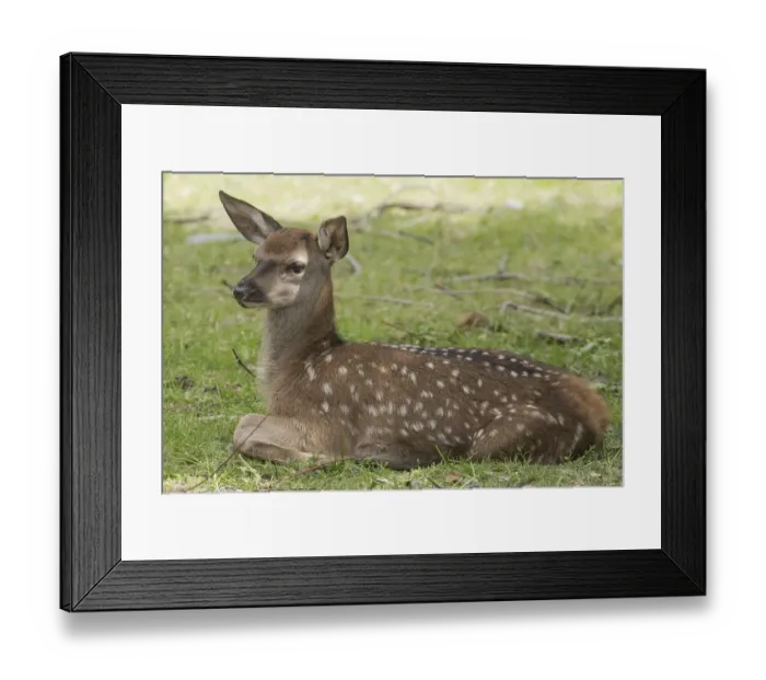 Framed Print : Red deer (Cervus elaphus) Framed Print : Red deer (Cervus elaphus)
