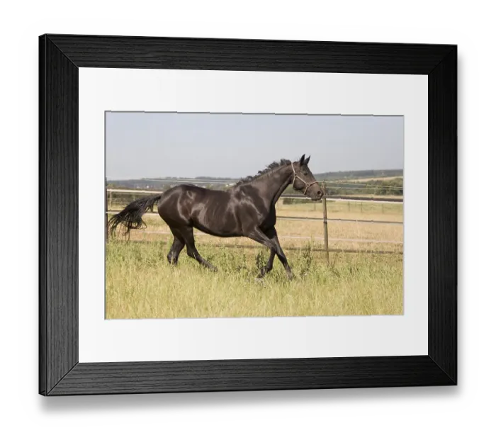Framed Print : Oldenburg mare Framed Print : Oldenburg mare