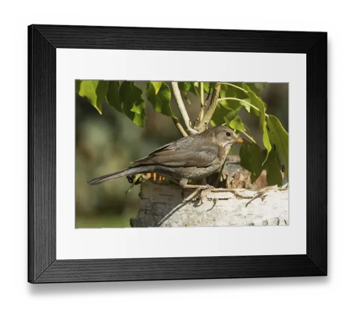 Framed Print : Blackbird (Turdus merula)