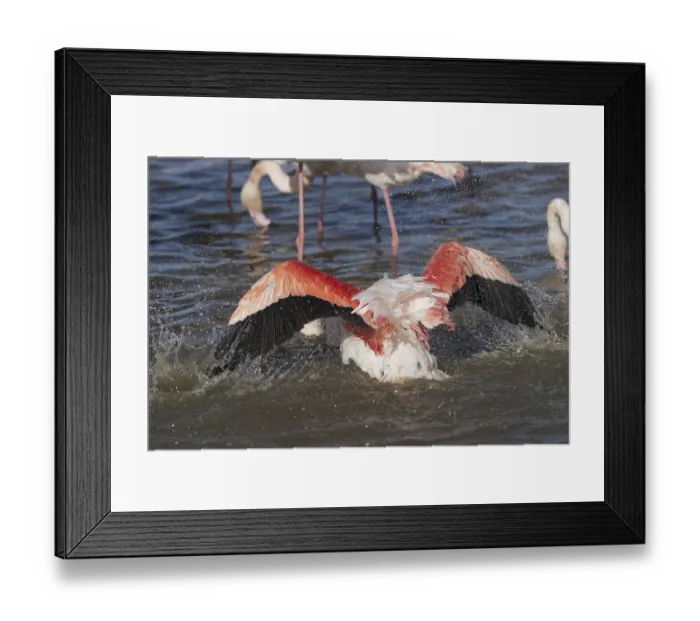 Framed Print : Pink flamingo (Phoenicopterus ruber) Framed Print : Pink flamingo (Phoenicopterus ruber)