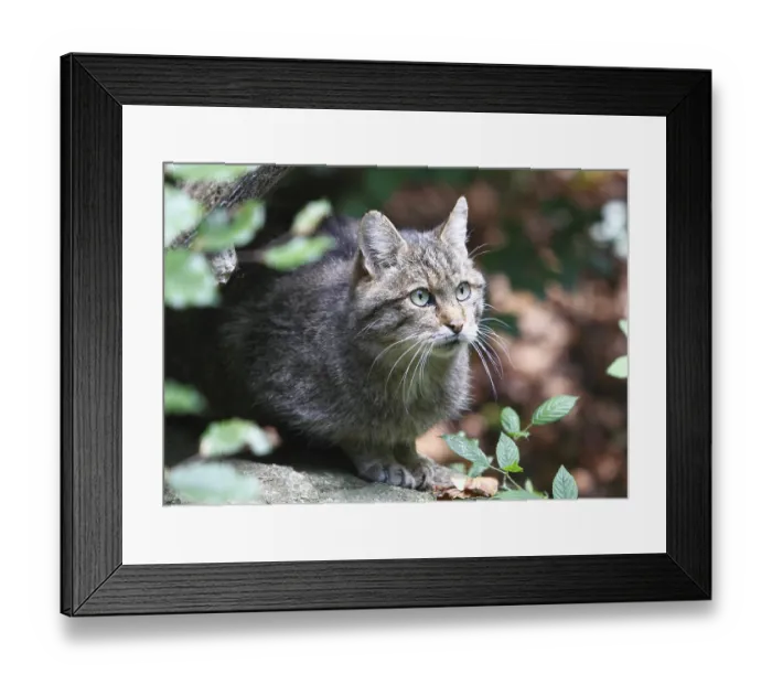 Framed Print : Wildcat (Felis s. silvestrris)