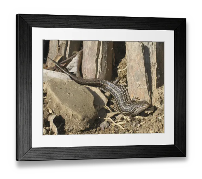 Framed Print : Cape skink (Trachylepis capensis) Framed Print : Cape skink (Trachylepis capensis)