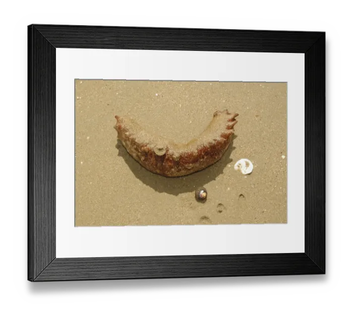 Framed Print : King cucumber (Stichopus regalis)