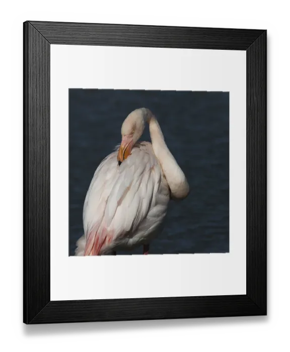 Framed Print : Pink flamingo (Phoenicopterus ruber) Framed Print : Pink flamingo (Phoenicopterus ruber)