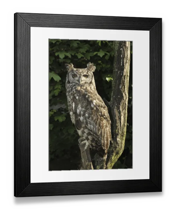 Framed Print : Spotted Eagle Owl (Bubo africanus)
