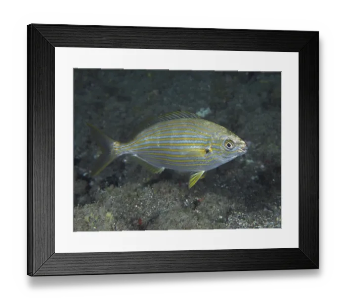 Framed Print : Golden stripe (Sarpa salpa) Framed Print : Golden stripe (Sarpa salpa)