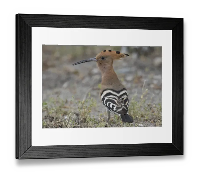 Framed Print : Hoopoe (Upupa epops)