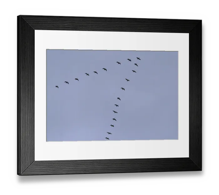 Framed Print : Bean goose, migratory formation (Anser fabalis)