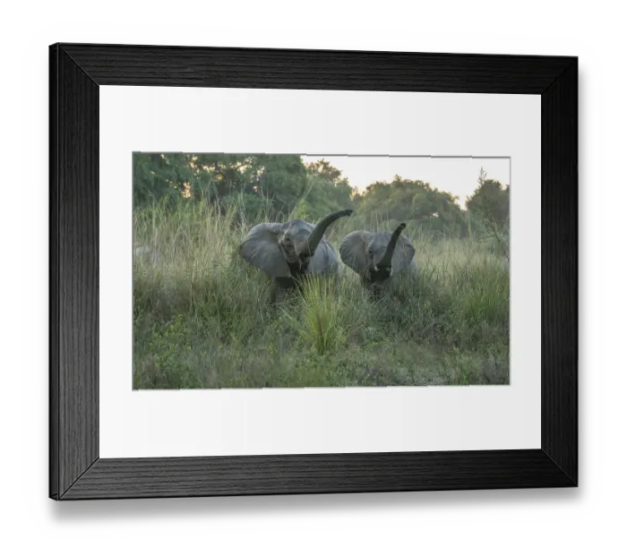 Framed Print : African elephants (Loxodonta africana)