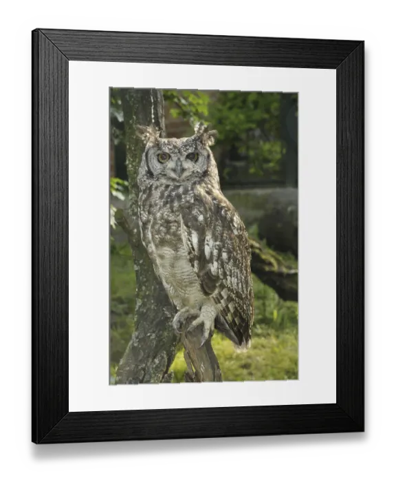 Framed Print : Spotted Eagle Owl (Bubo africanus) Framed Print : Spotted Eagle Owl (Bubo africanus)