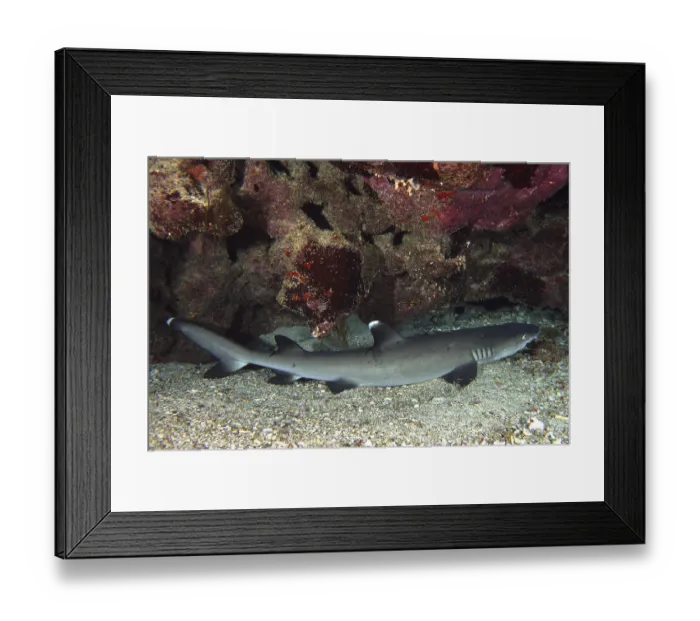 Framed Print : Whitetip reef shark (Triaenodon obesus)