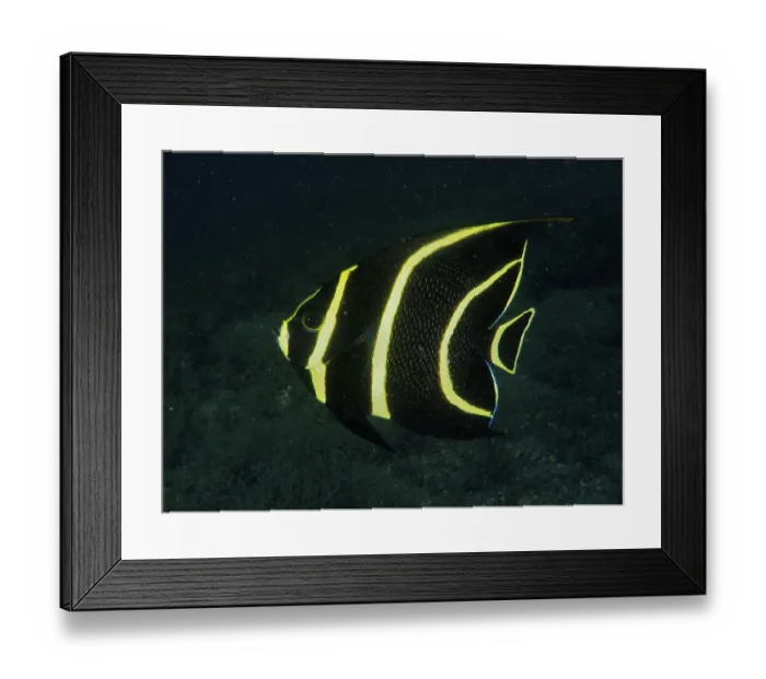Framed Print : French angelfish juvenile (Pomacanthus paru)