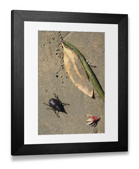 Framed Print : Rhinoceros beetle on the coast of Conway NP (Scarabaeidae)