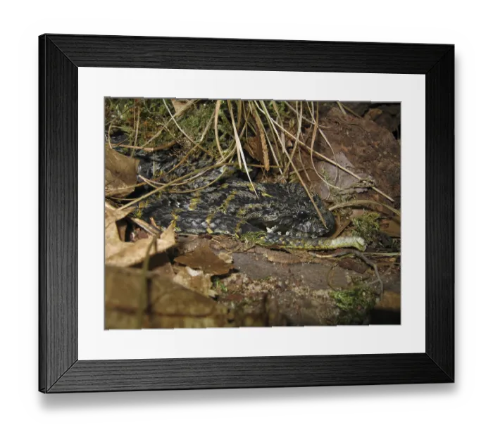 Framed Print : Rough-naped death adder (Acanthophis rugosus)