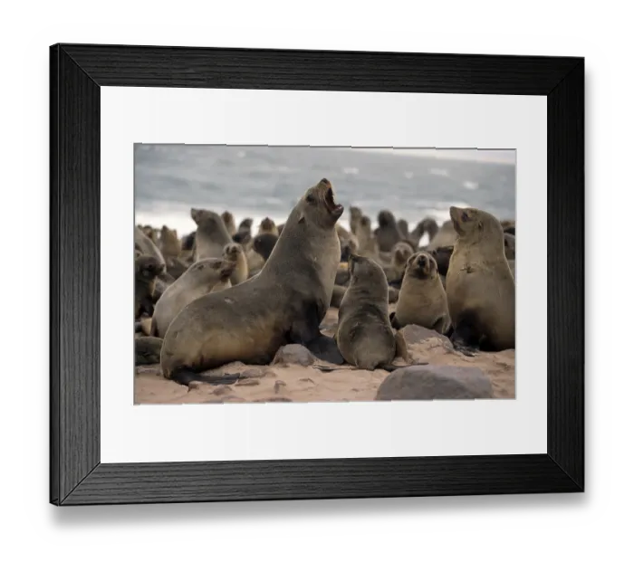 Framed Print : South African fur seal (Arctocephalus pusillus)