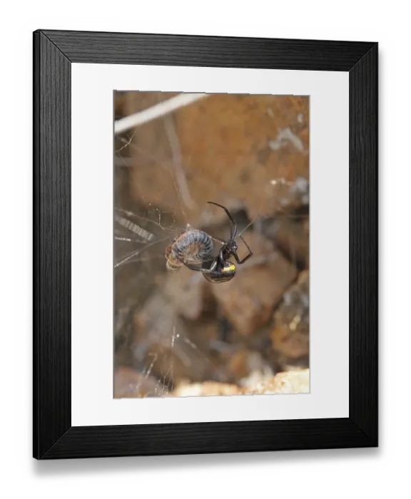 Framed Print : False black widow (Steatoda paykulliana)