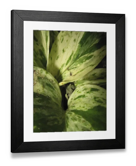 Framed Print : Stump-tailed chameleon (Rieppeleon brevicaudatus) Framed Print : Stump-tailed chameleon (Rieppeleon brevicaudatus)