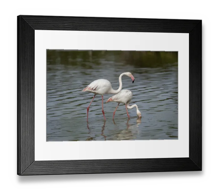 Framed Print : Pink flamingo (Phoenicopterus ruber) Framed Print : Pink flamingo (Phoenicopterus ruber)