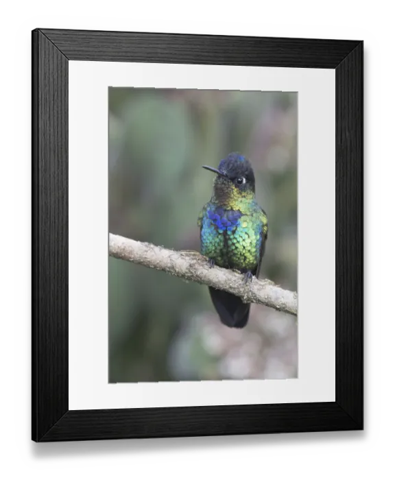 Framed Print : Fire-throated Hummingbird (Panterpe insignis)