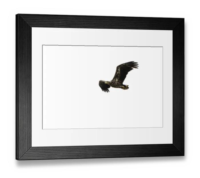 Framed Print : White-tailed eagle (Haliaeetus albicilla) Framed Print : White-tailed eagle (Haliaeetus albicilla)