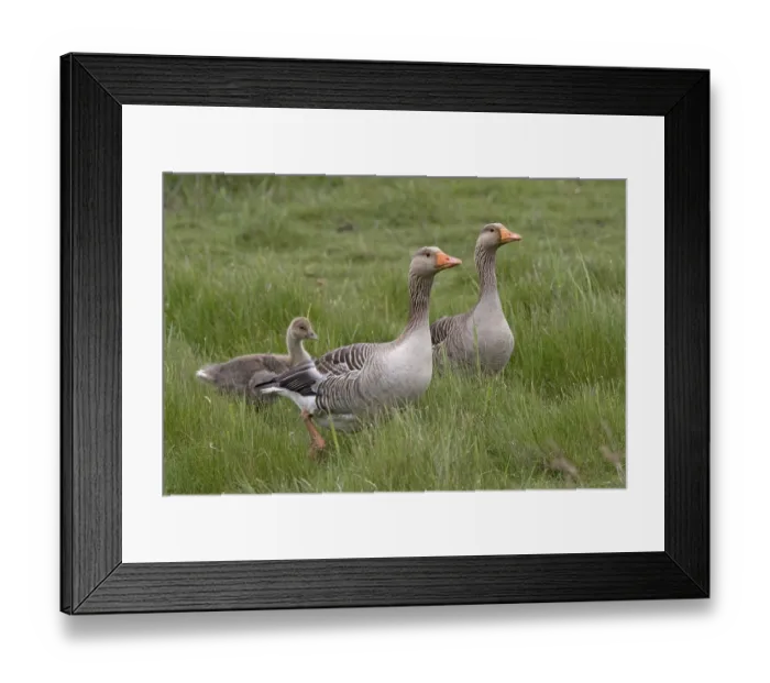 Framed Print : Greylag goose with offspring (Anser Anser)