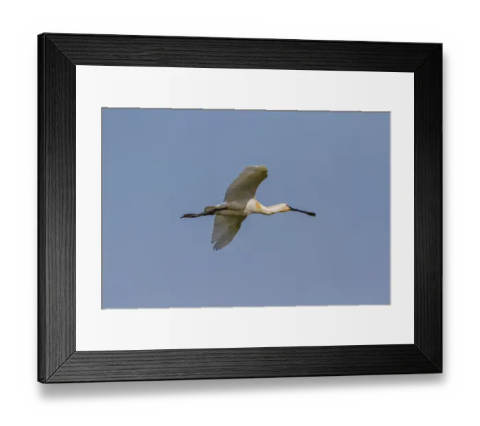 Framed Print : Spoonbill (Platalea leucorodia) Framed Print : Spoonbill (Platalea leucorodia)