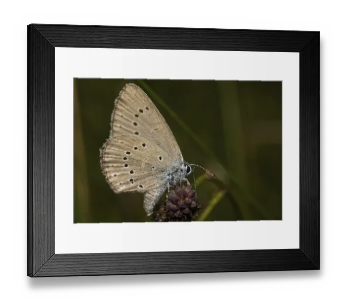 Framed Print : Pale meadow blue (Phengaris teleius) Framed Print : Pale meadow blue (Phengaris teleius)