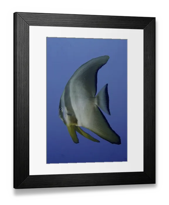 Framed Print : Round-headed batfish juvenile (Platax orbicularis)