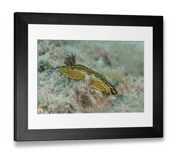 Framed Print : Yellow-violet star snail (Felimare Picta)