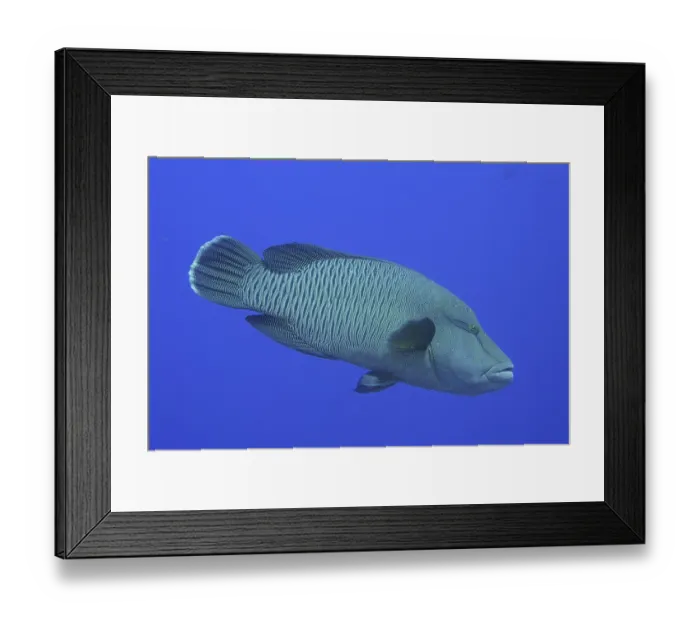 Framed Print : Napoleon wrasse (Cheilinus undulatus)