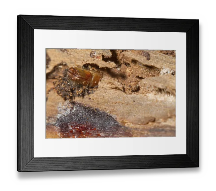 Framed Print : Bark beetle (Scolytinae)