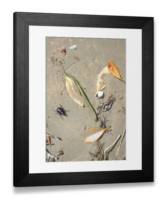 Framed Print : Rhinoceros beetle on the coast of Conway NP (Scarabaeidae)