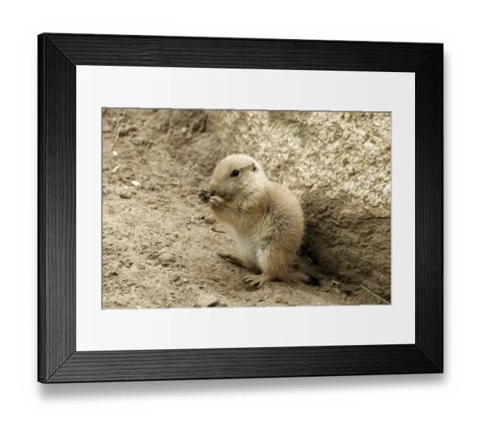 Framed Print : Black-tailed prairie dog (Cynomys ludovicianus)