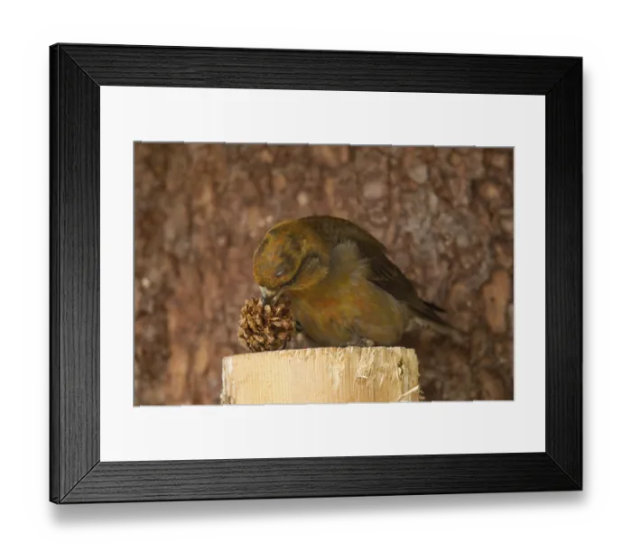 Framed Print : Spruce crossbill (Loxia curvirostra) Framed Print : Spruce crossbill (Loxia curvirostra)