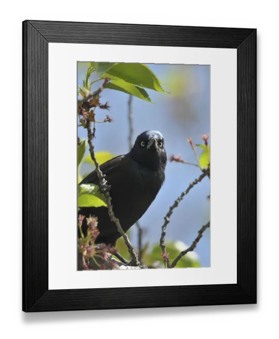 Framed Print : Purple grackle (Quiscalus quiscala) Framed Print : Purple grackle (Quiscalus quiscala)